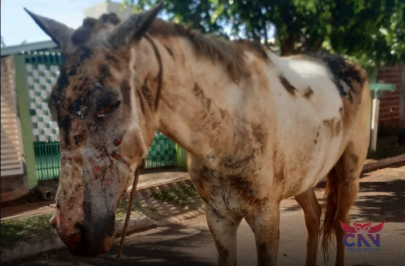 Cavalo sofre queimaduras graves, em Sarandi